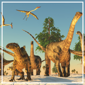 Learning Sets and Animal